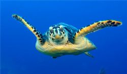A curious turtle. Cozumel. Canon SD550. by Paul Holota 